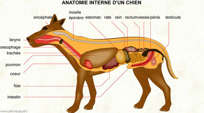 Anatomie interne d'un chien (Dictionnaire Visuel)